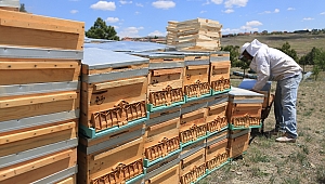 Ankara’da Bal Üretimi Artacak