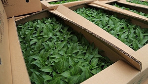 Ankara’da Tarımsal Destekler Başlıyor