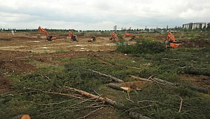 Ankara'da ODTÜ'de Ağaç Katliamı