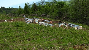 Ankara Ekonomisine Katkı Sağlayacak Bal Ormanı Kuruldu