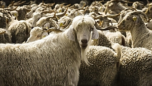 Ankara Keçisi Ve Tiftik Çalıştayı 