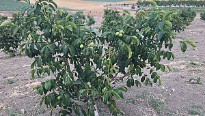 Ceviz Yetiştiriciliği Geleceğin En Karlı Üretim Araçlarından Olacak