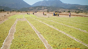 Kuru Üzüm 99 Ülkeye İhraç Edildi