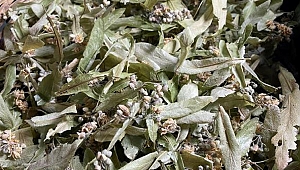 Ihlamur fiyatları uçuşa geçti