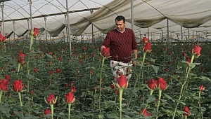 Kırmızı gül serada 2,5 lira, çiçekçide 20 lira