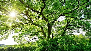 Türkiye'de de geleceğin enerji yatırım modeli olacak