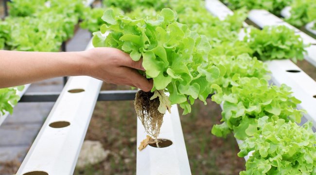 2050’ye kadar yüzde 60 daha fazla gıda üretimi gerekecek