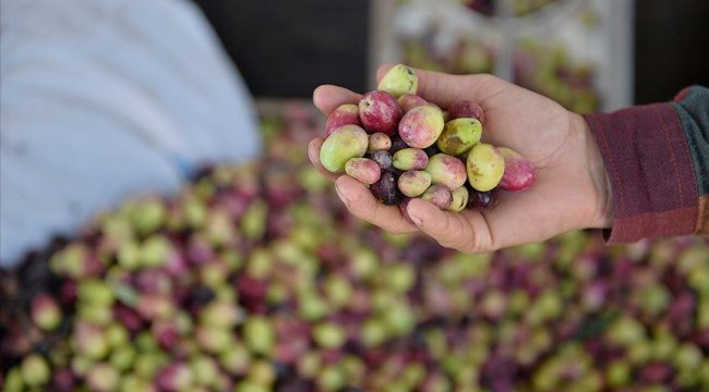 Sofralık zeytin ihracatı 105 milyon dolara ulaştı