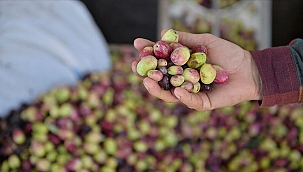 Sofralık zeytin ihracatı 105 milyon dolara ulaştı