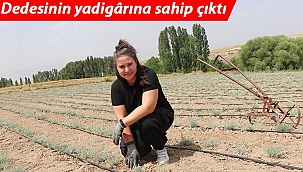 Bankacılığı bıraktı, ölmez otu yetiştirmeye başladı