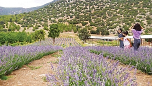 Hazine arazilerine lavanta bahçesi