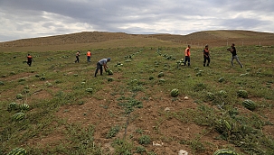 Gölbaşı'nda çiftçilerin ürünleri halka ulaştırılıyor