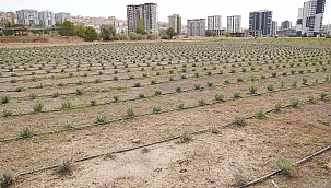 Tarlada yetişecek ar-ge’de dönüşecek