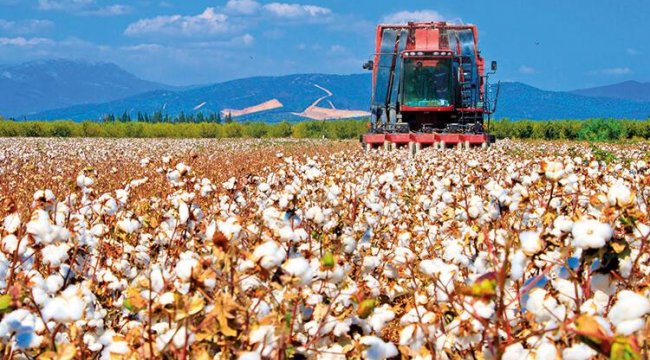 Pamukta 800 bin tonluk açık var