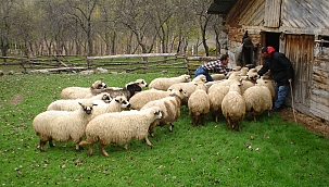 Orman köylüsüne 354 milyon TL destek 