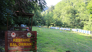 Bal üretiminin ana kaynağı ormanlar 