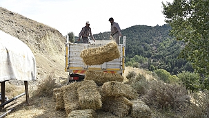Ankara’da hayvan yetiştiricilerine ücretsiz yem desteği