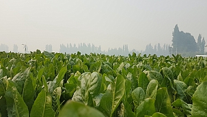 Hindiba kökü lifleri spesifik enerji tüketimini azaltıyor