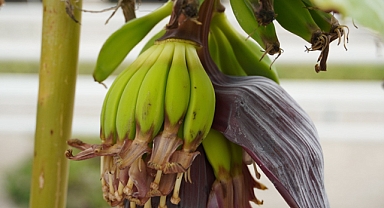 Keçiören’deki akıllı serada muz yetiştiriliyor