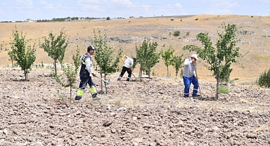 Altındağ'ın meyve ormanı meyvelerini verdi