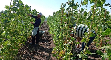 Keçiören bostanında hasat başladı