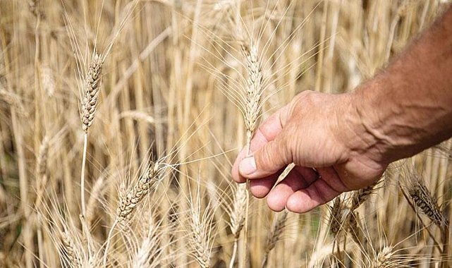 Türk un sanayicisi Rus tahılını bekliyor
