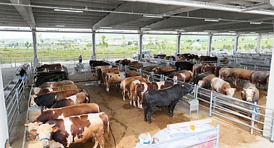 Gölbaşı’nda canlı hayvan pazarı ve borsası kuruluyor
