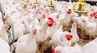 Ticaret Bakanlığı harekete geçti: Beyaz ete ihracat yasağı geliyor