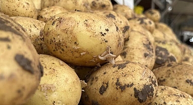 Yeni patatesler tezgaha geldi