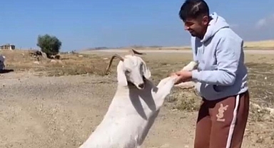Ankara'da barınaktan çalınan hamile keçiler, kasapta kesilmiş bulundu