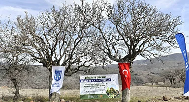 Yabani sakız ağaçları Ankara fıstığı olacak!