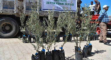 Nallıhanlı üreticilere zeytin fidanı desteği