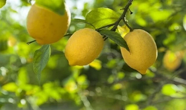 Ticaret'ten limon ihracatına geçici kısıtlama!