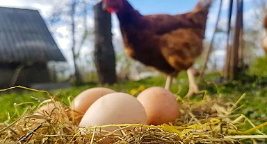 Mart'ta yumurta üretimi düştü!