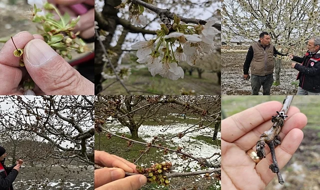 Zirai don mağduru çiftçilere destek müjdesi... 65 ilde 16 ürün için ödemeler başlıyor