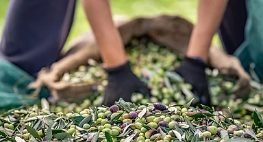 Sofralık zeytin ihracatında 255 milyon dolarlık tarihi rekor