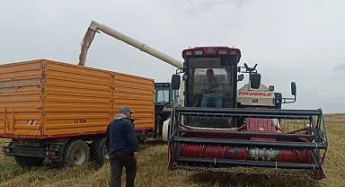 Tarımda devrim, dünyada ilk! Damlama sulama ile çeltik üretimi