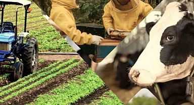 Çiftçiye 1,5 milyar TL destek hesaplarda