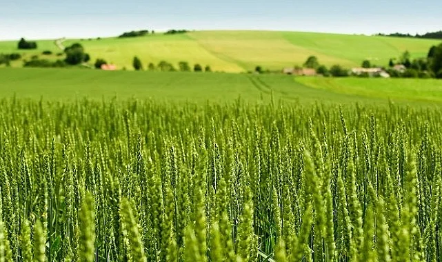 Tarım-ÜFE yıllık yüzde 45,40 arttı! Tek yıllık bitkisel ürünlerde sert fiyat artışı