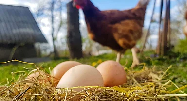 Tavuk eti üretimi 228 bin tonu aştı... Yumurta üretimi yıllık bazda azaldı
