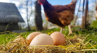 Tavuk eti üretimi 233 bin tonu aştı