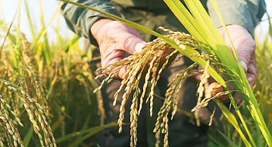 TMO çeltik alım fiyatlarını açıkladı... Alımlar ayın 26'sında başlıyor