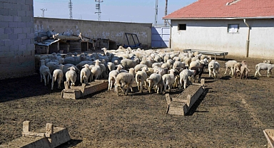 Ankara Belediyesi'nden kırsaldaki üreticiye veteriner desteği