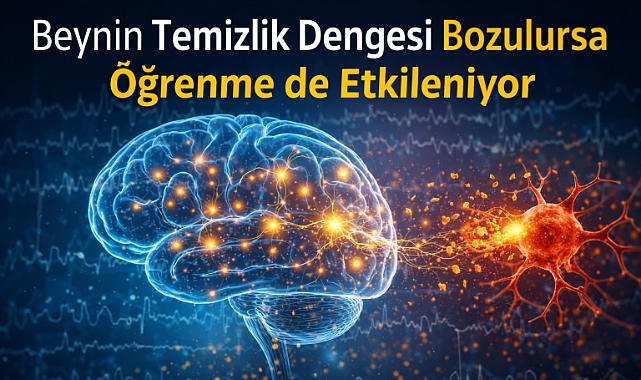 Beynin temizlik dengesi bozulursa öğrenme de etkileniyor
