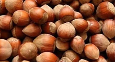 Fındık üreticisi zor durumda!